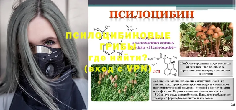 Галлюциногенные грибы Psilocybe  Знаменск 